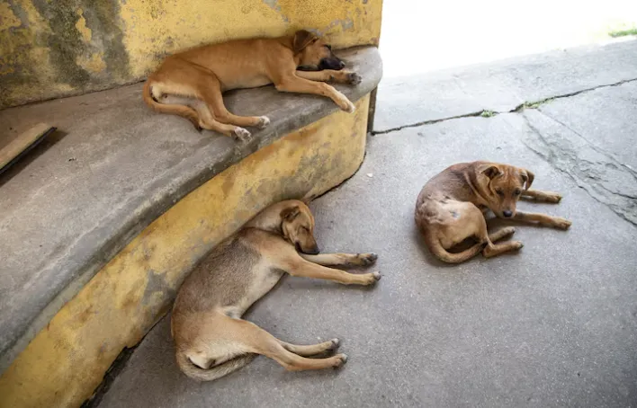 พิษสุนัขบ้า 1 พิษสุนัขบ้า